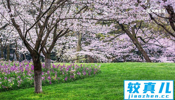 漳州市春季赏花去哪里 推荐漳州市春季赏花景点