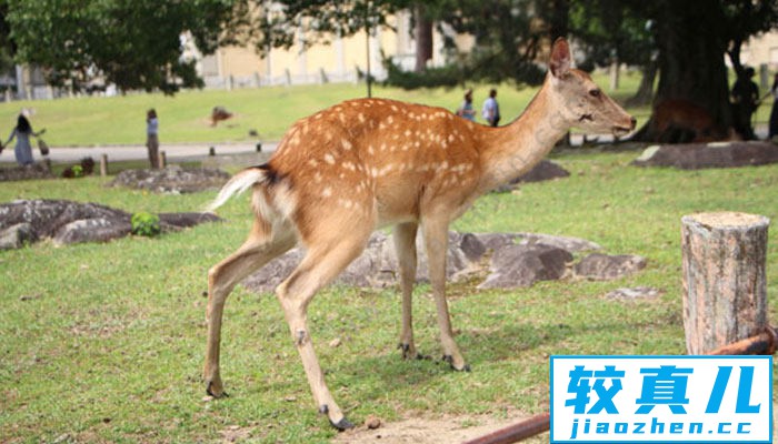 奈良公园要门票吗 奈良公园要不要门票呢