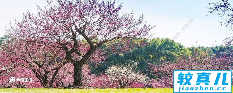 青铜峡市春季赏花去哪里 推荐青铜峡市春季赏花好去处