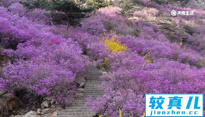 固原市春季赏花去哪里 推荐固原市春季赏花好去处