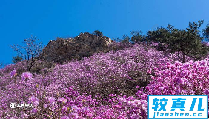 青铜峡市春季赏花去哪里 推荐青铜峡市春季赏花好去处