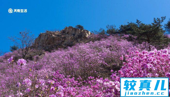 佛山市春季赏花去哪里 推荐佛山春季赏花景点