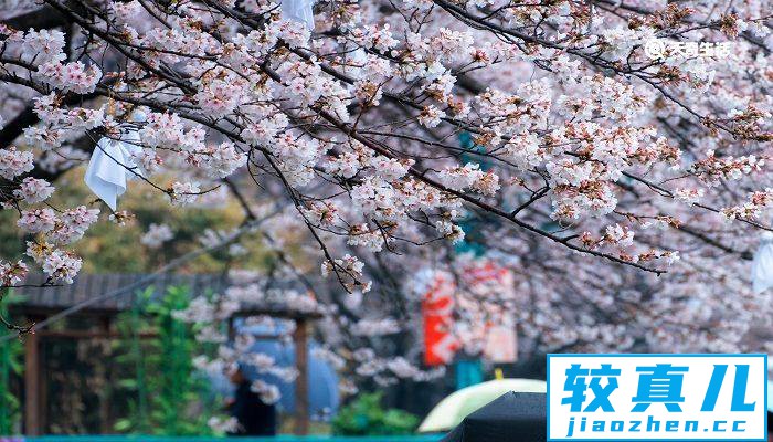 九江市春季赏花去哪里 推荐九江市春季赏花好去处