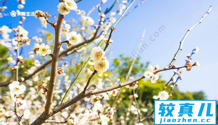 扬州市春季赏花去哪里 推荐扬州市春季赏花景点