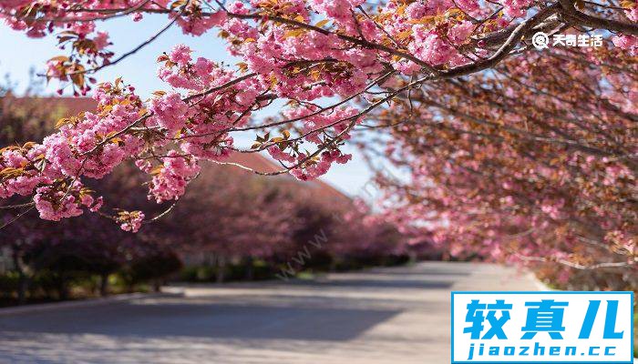 四平市春季赏花去哪里 推荐四平市春季赏花好去处