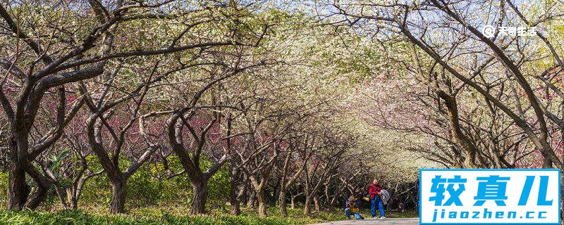 抚顺市春季赏花去哪里 推荐抚顺市春季赏花好去处