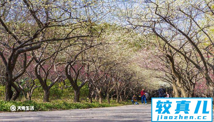 郴州市春季赏花去哪里 推荐郴州春季赏花好去处