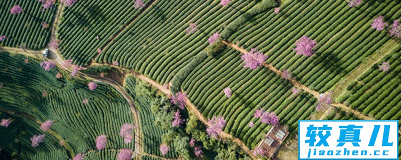 无量山樱花什么时候开 无量山樱花几月开花