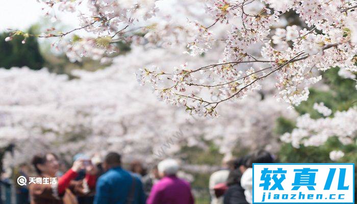 南平市春季赏花去哪里 推荐南平市春季赏花好去处