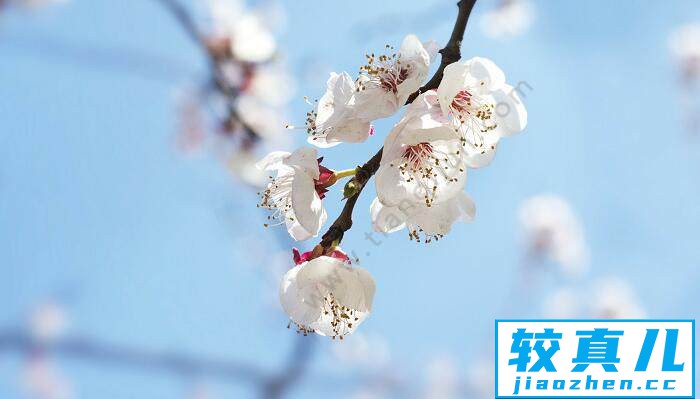 大同市春季赏花去哪里  大同市春季赏花圣地