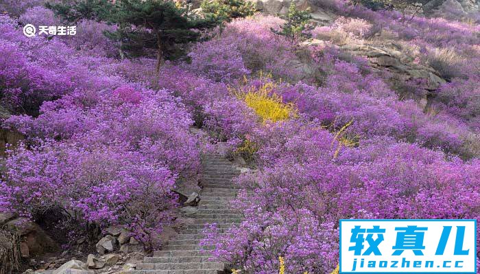 宝鸡市春季赏花去哪里 推荐宝鸡市春季赏花好去处