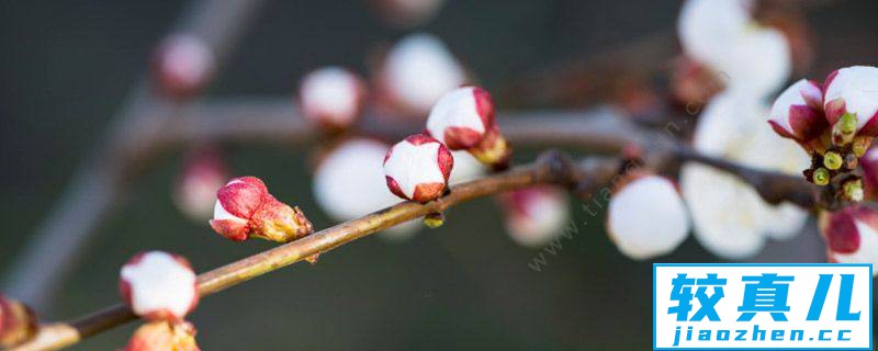 赣州市春季赏花去哪里  赣州春季赏花攻略