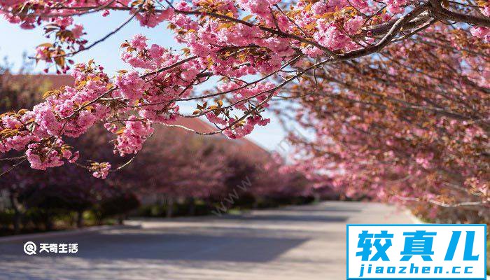 宝鸡市春季赏花去哪里 推荐宝鸡市春季赏花好去处