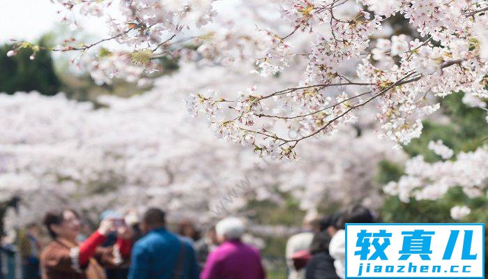 漳州市春季赏花去哪里 推荐漳州市春季赏花景点