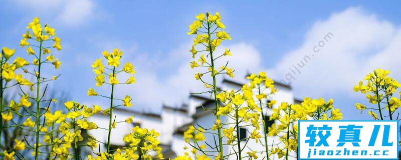 大同市春季赏花去哪里  大同市春季赏花圣地