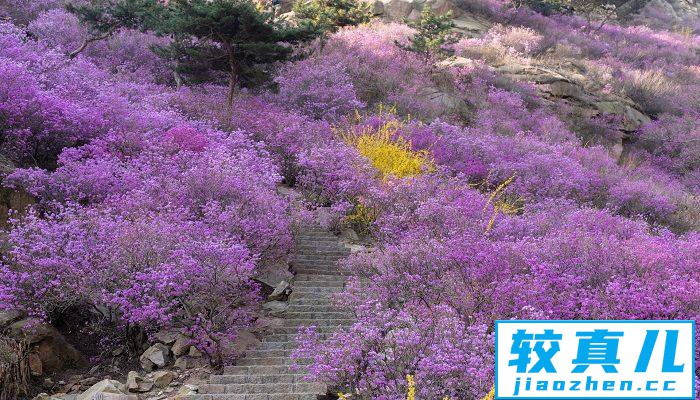 抚顺市春季赏花去哪里 推荐抚顺市春季赏花好去处