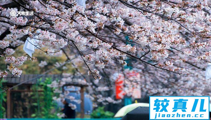 包头市春季赏花去哪里 推荐包头市春季赏花景点