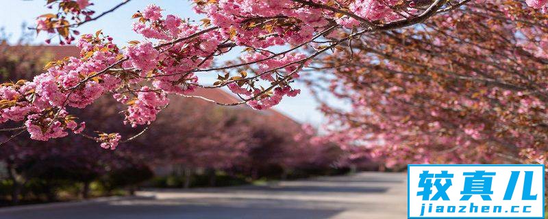 扬州市春季赏花去哪里 推荐扬州市春季赏花景点