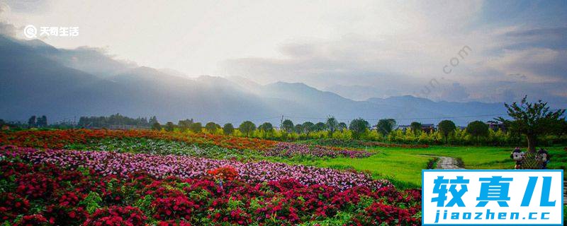 通化市春季赏花去哪里  通化市春天赏花的地方