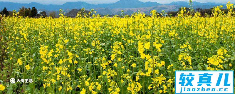 芜湖市春季赏花去哪里  芜湖市春季赏花地推荐