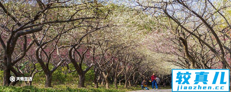 四平市春季赏花去哪里 推荐四平市春季赏花好去处