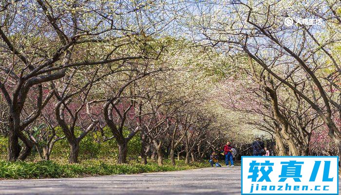 榆林市春季赏花去哪里 推荐一下榆林春季赏花景点