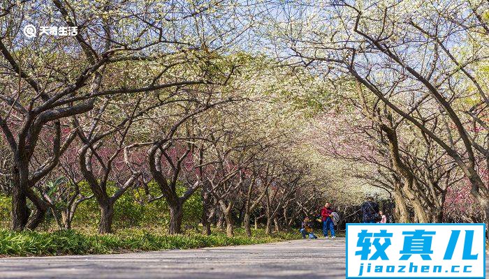 嘉兴市春季赏花去哪里 推荐嘉兴市春季赏花景点