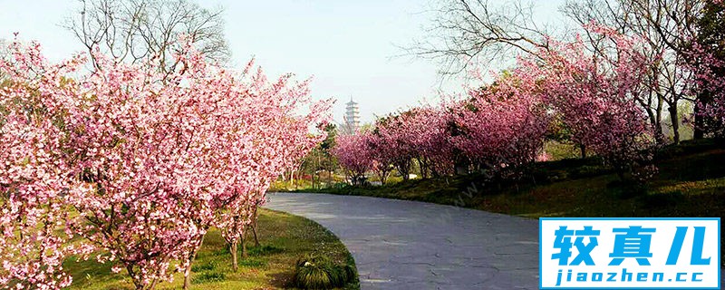 清明节去哪里旅游好 清明节旅游好去处