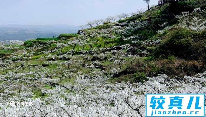 温州市春季赏花去哪里 春季温州赏花好去处推荐