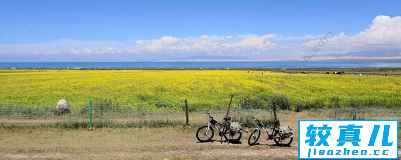 青海湖油菜花什么时候开 青海湖油菜花几月份开