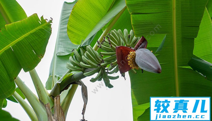 巴蕉不展丁香结,同向春风各自愁的意思 巴蕉不展丁香结,同向春风各自愁的意思是什么