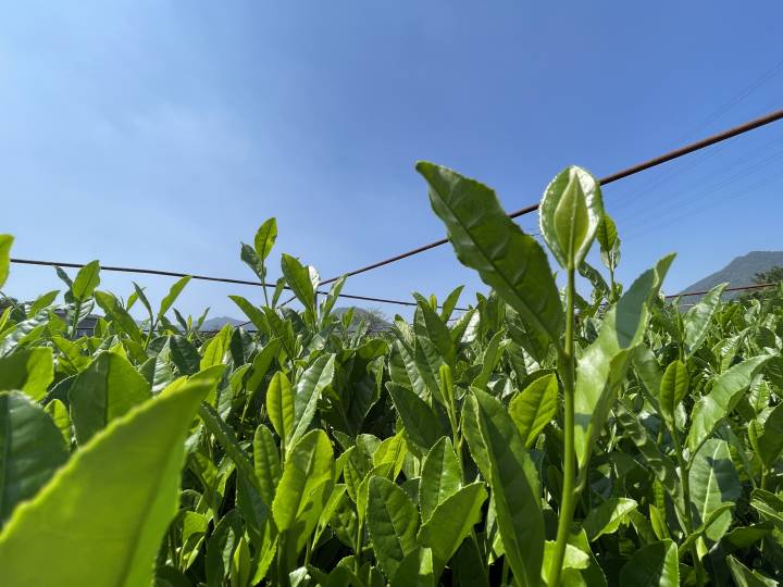 西湖龙井茶树图片 西湖龙井茶树在哪里