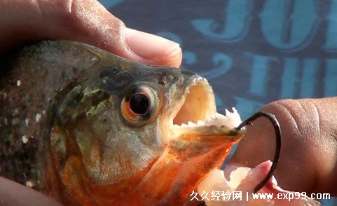 食人鲳的天敌 食人鱼的十大天敌