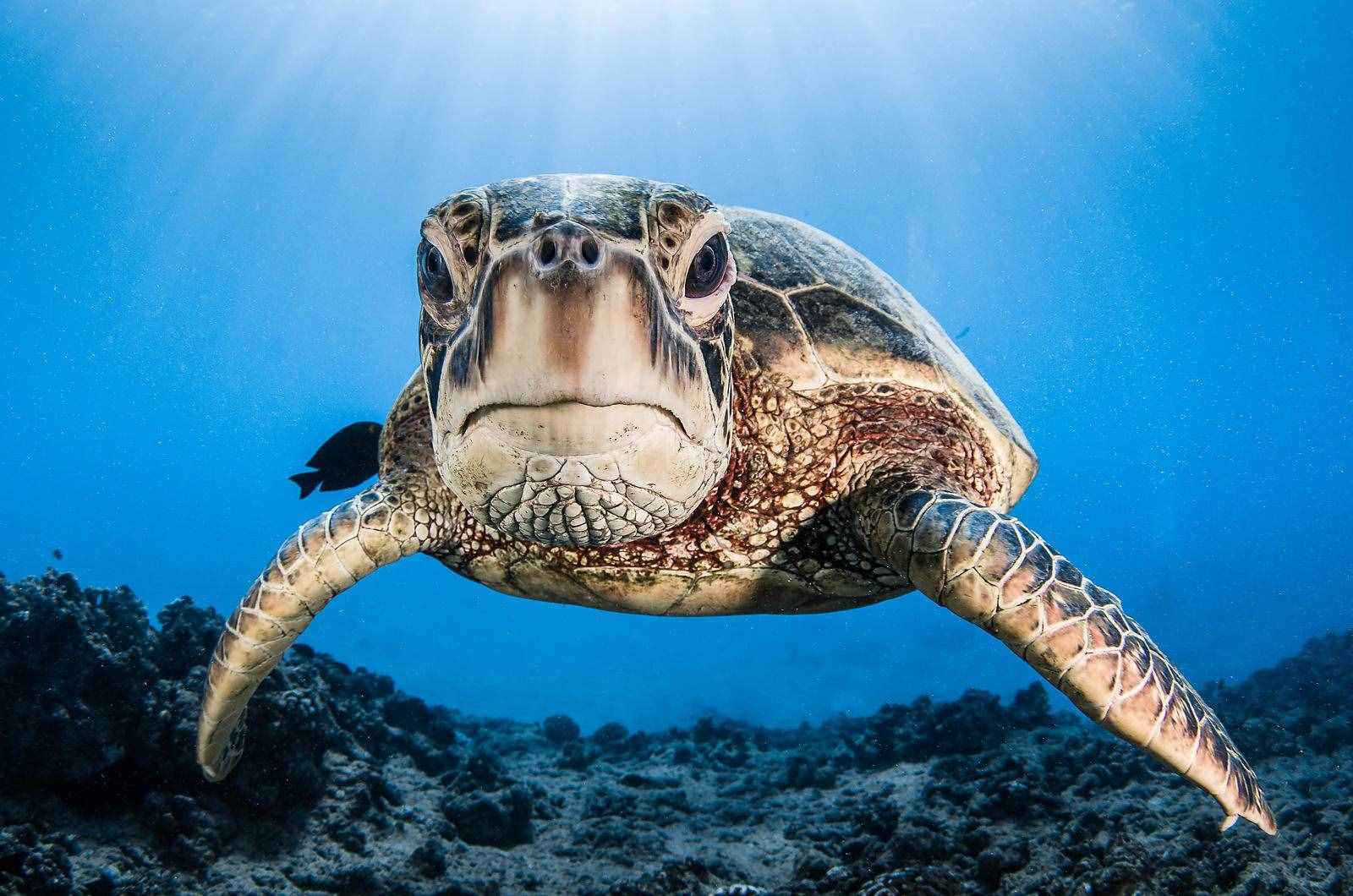 世界最大的海龟 世界最大的海龟是