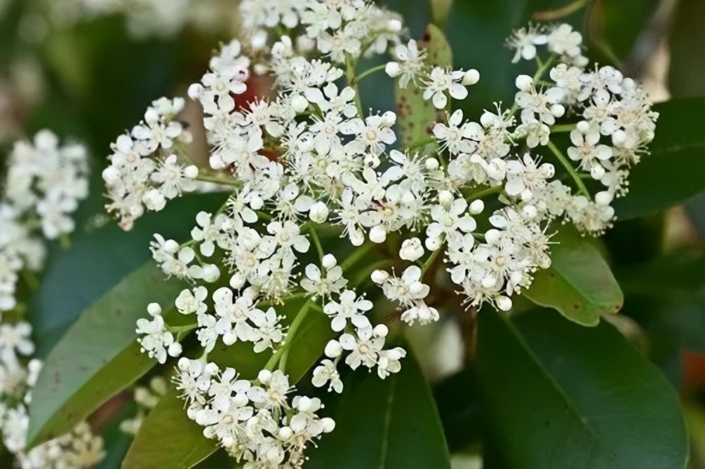 石楠花为什么叫最污花 石楠花花语为什么是索然无味