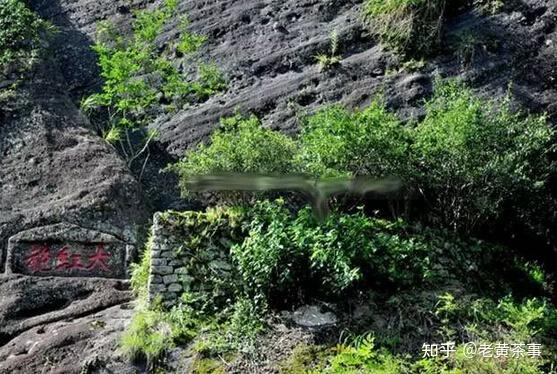 母树大红袍拍卖 母树大红袍拍卖价格