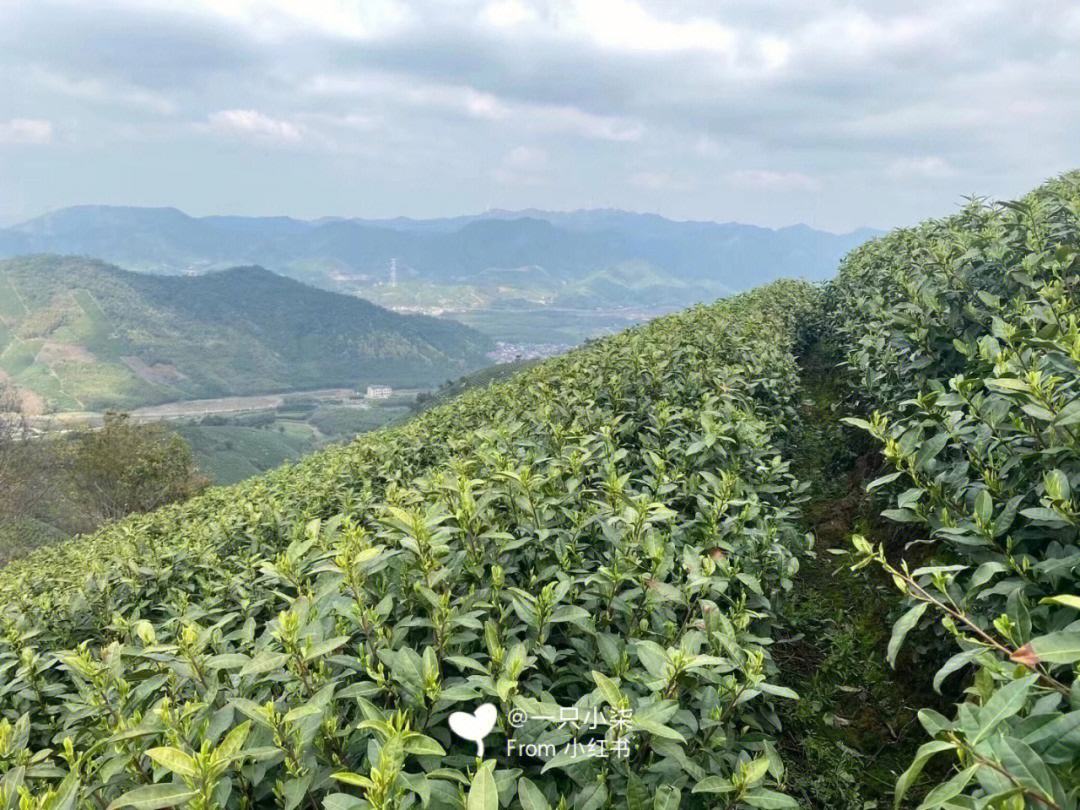 安吉白茶产地是哪里最好 安吉白茶产地在哪个省