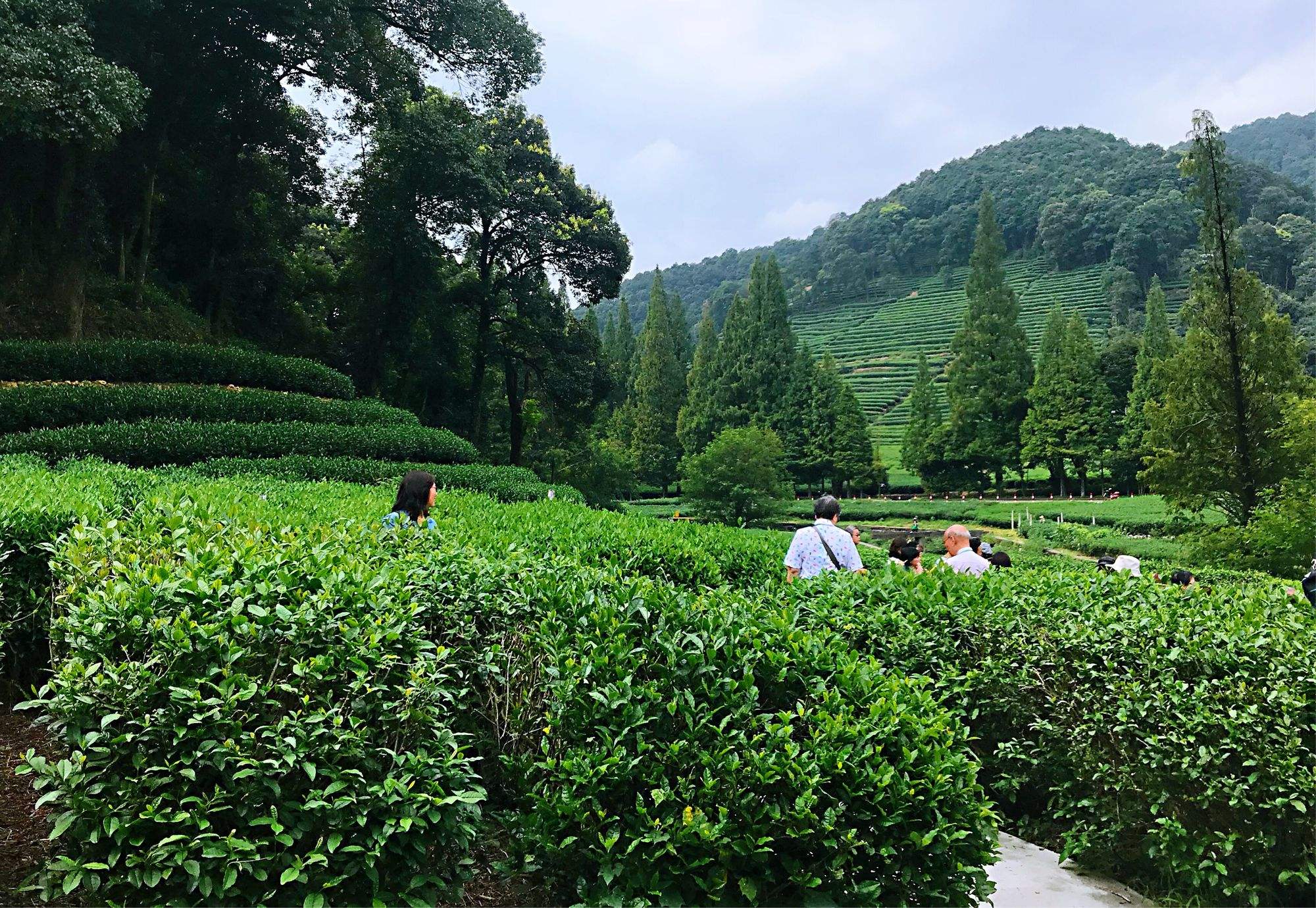 正宗的西湖龙井茶产地 西湖龙井茶的产地是