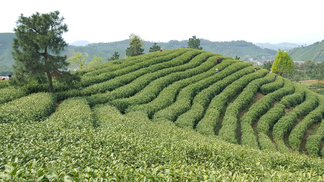 安吉白茶产地哪里 安吉白茶产地哪里最正宗