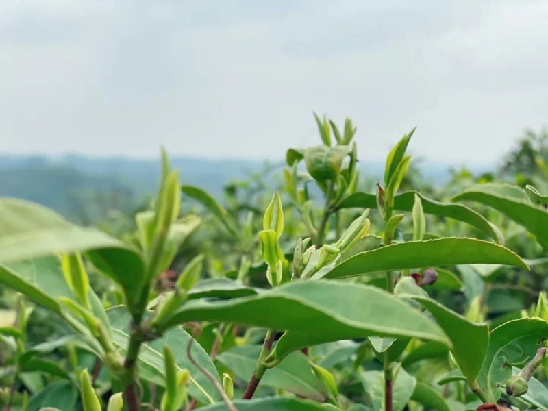 文新茶叶加盟费 文新茶园简介