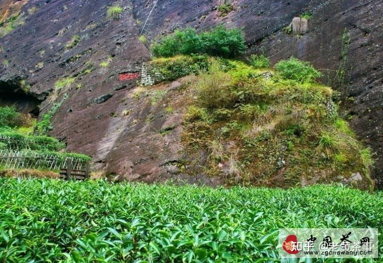 大红袍母树来历 大红袍母树的传说