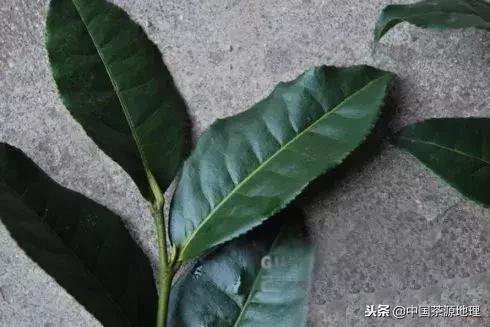 岩茶水仙和肉桂的区别 岩茶水仙和肉桂的区别在哪