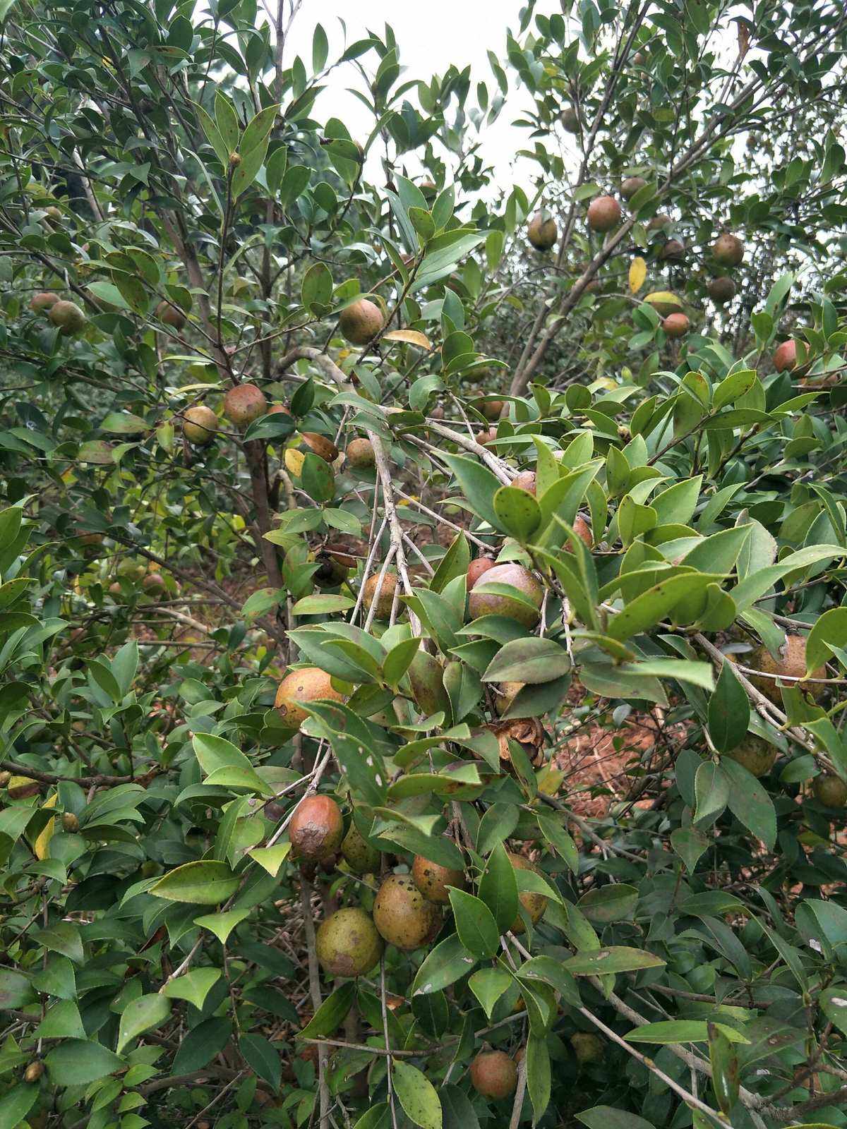 茶油树 茶油树怎么种植油茶树怎么管理