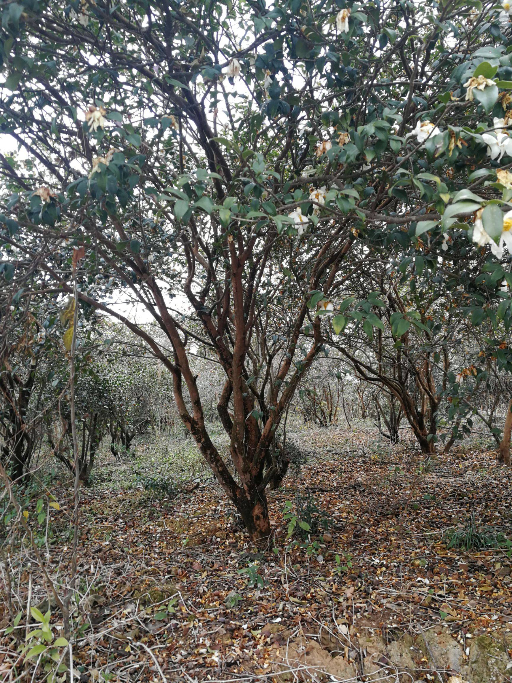 茶油树 茶油树怎么种植油茶树怎么管理