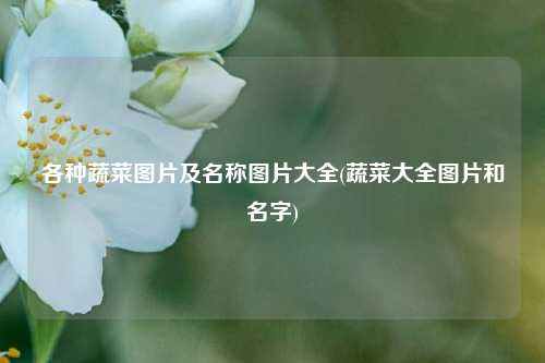 各种蔬菜图片及名称图片大全(蔬菜大全图片和名字)