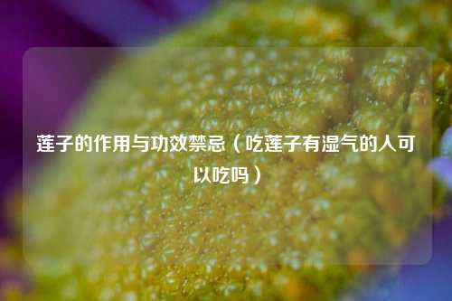 莲子的作用与功效禁忌（吃莲子有湿气的人可以吃吗）