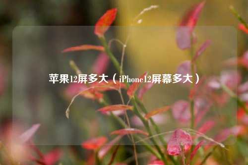 苹果12屏多大（iPhone12屏幕多大）