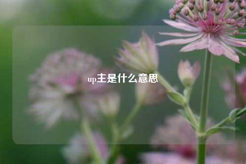 up主是什么意思