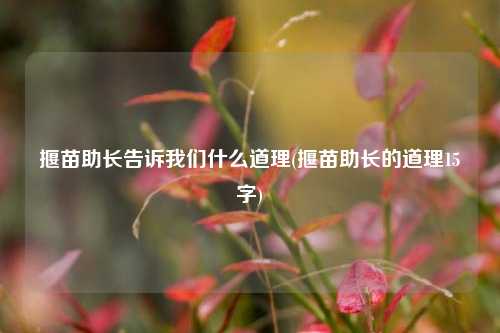 揠苗助长告诉我们什么道理(揠苗助长的道理15字)