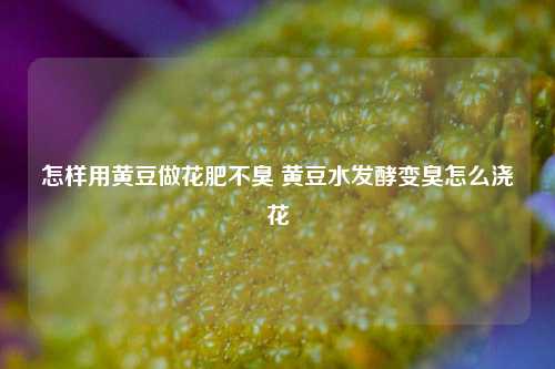 怎样用黄豆做花肥不臭 黄豆水发酵变臭怎么浇花